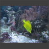 092099_Gelber Segelflossendoktor.jpg